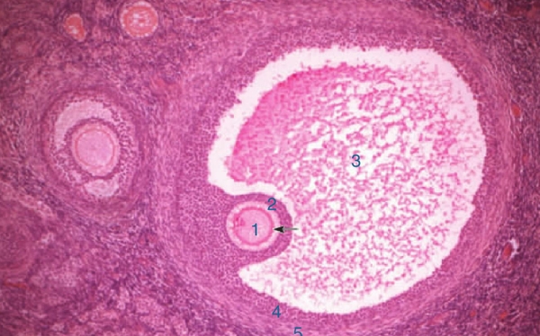卵泡发育
