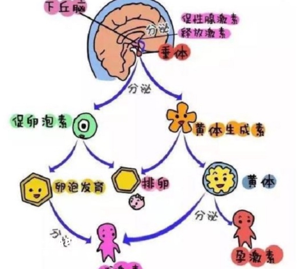 卵泡分泌什么