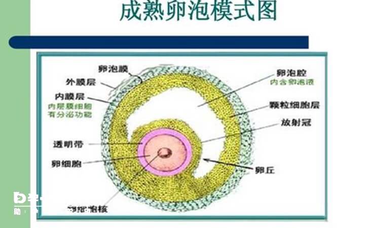 成熟卵泡剖析图