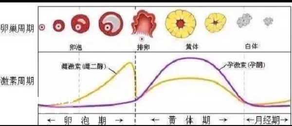 卵巢周期