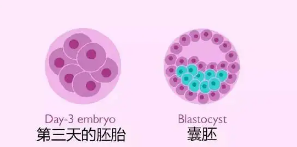 养囊5-6天就会出结果