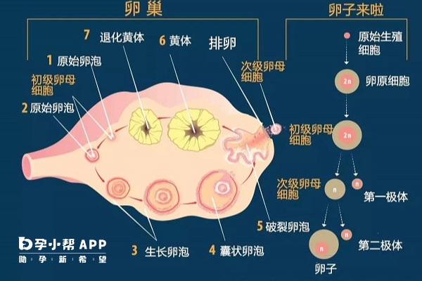 卵泡生长过程