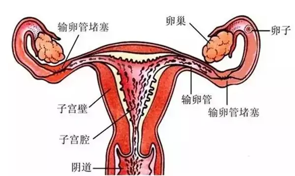 同房没有怀孕的原因