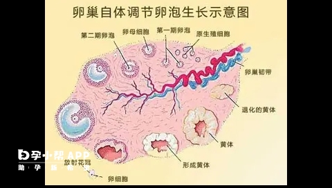 卵巢自体调节卵泡生长示意图