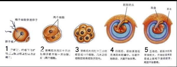 养囊周期