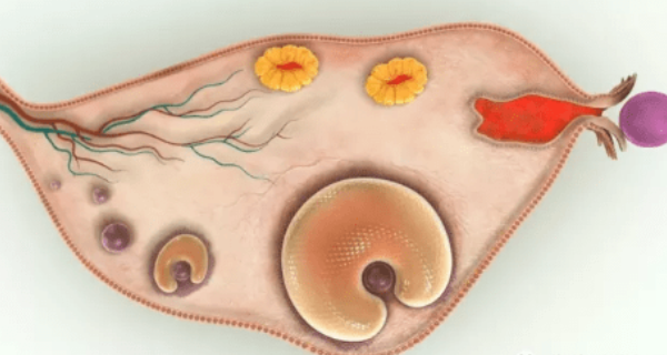 3-10个基础卵泡都是正常的