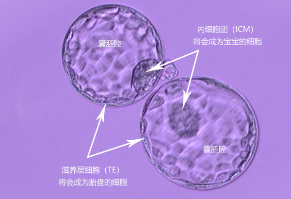 bb级别的囊胚都是优质的