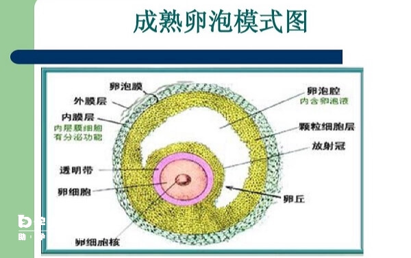 成熟卵泡结构图