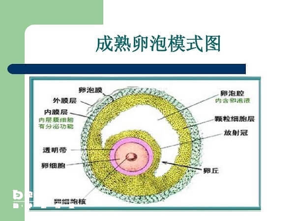 成熟卵泡模式图