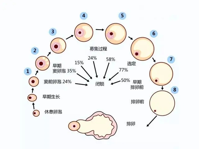 卵子形成过程图解