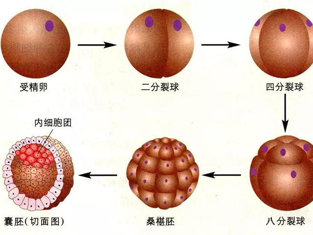 囊胚发育分为6个阶段