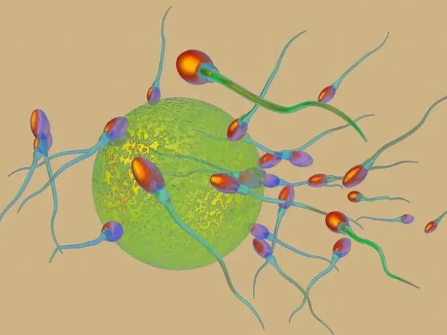 精子是遗传物质的载体