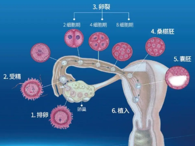 胚胎着床全过程