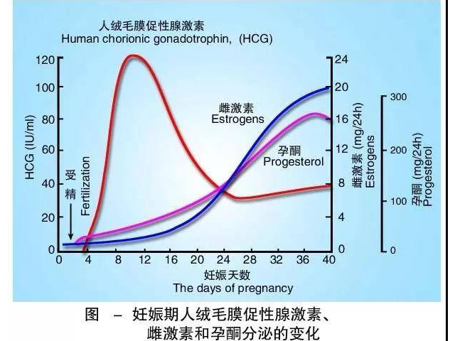 hcg水平会随着怀孕天数的增加而升高