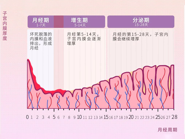 正常子宫内膜厚度在8到15mm