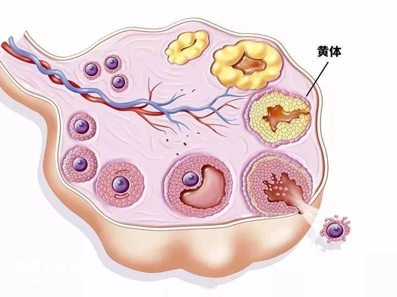 宫腔粘连会影响试管的成功率